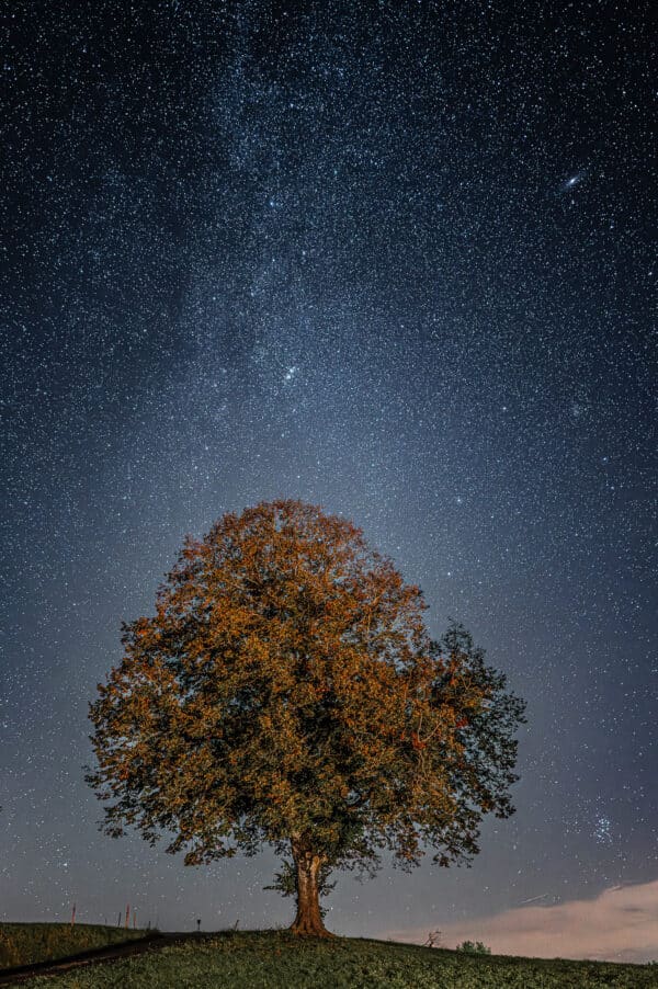 Wurzeln in das Universum I Freiamt