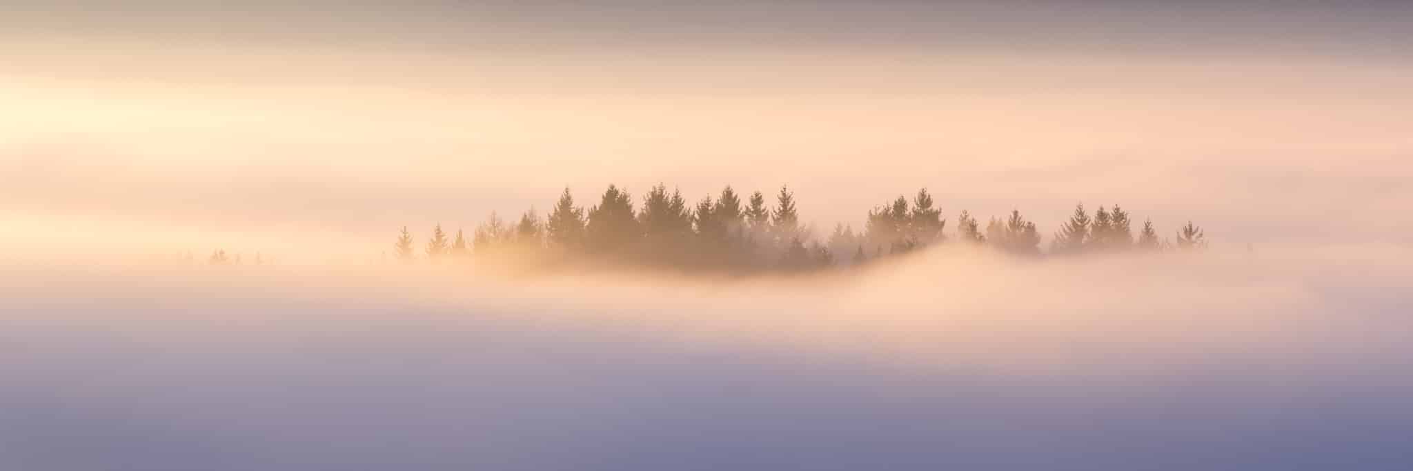 Zauberwald | Freiamt