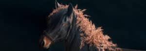 Copper and Fern | Tender