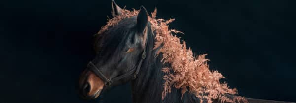 Copper and Fern | Tender