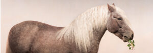 Lord Lindenhoof