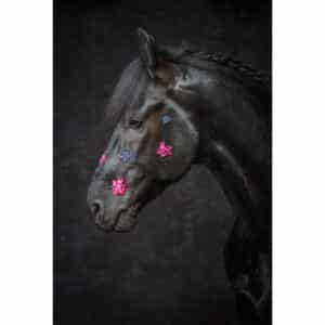 Misses Bellflower | Mystic