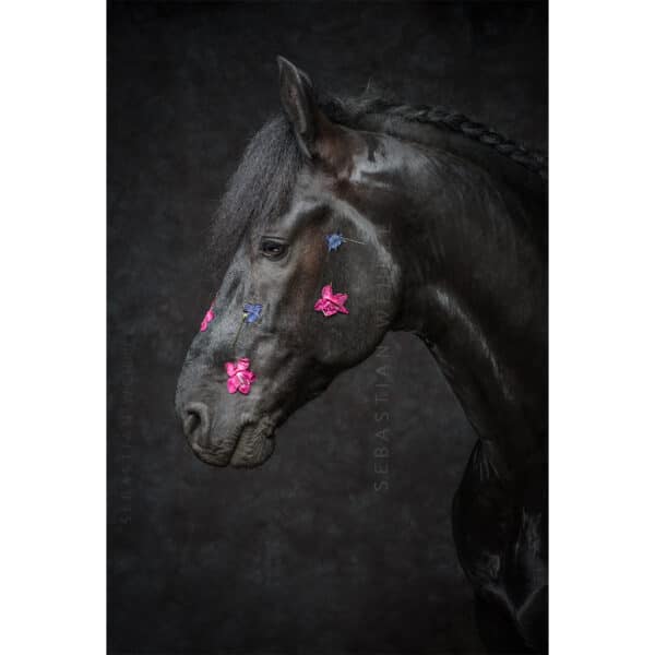 Misses Bellflower | Mystic