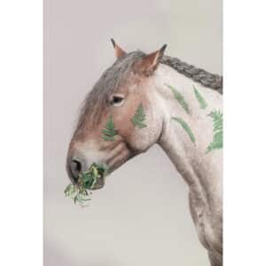 Mister Fern | Meadow