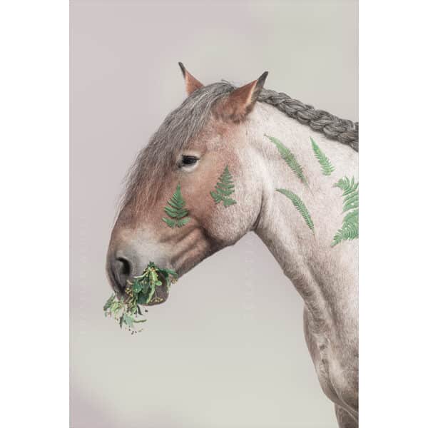 Mister Fern | Meadow