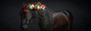 Mister Peony | Gentle
