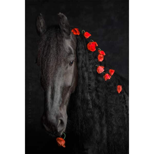 Mister Poppy Curl | Charming