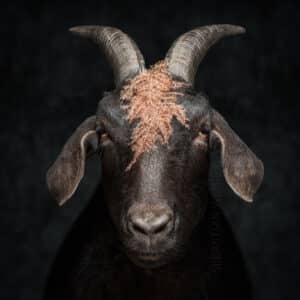 Copperfield | Freiamt