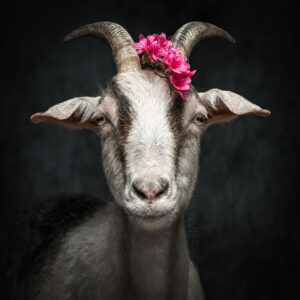 Rosalie | Freiamt