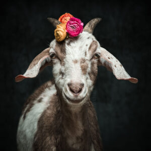 Roswitha | Freiamt